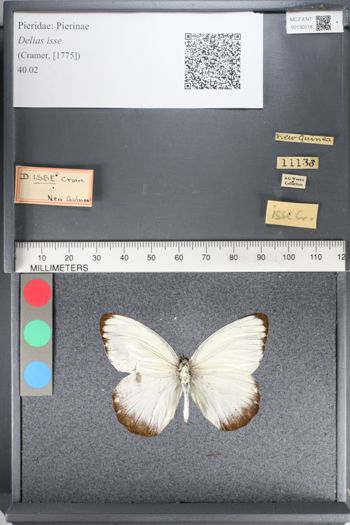 Media type: image;   Entomology 130518